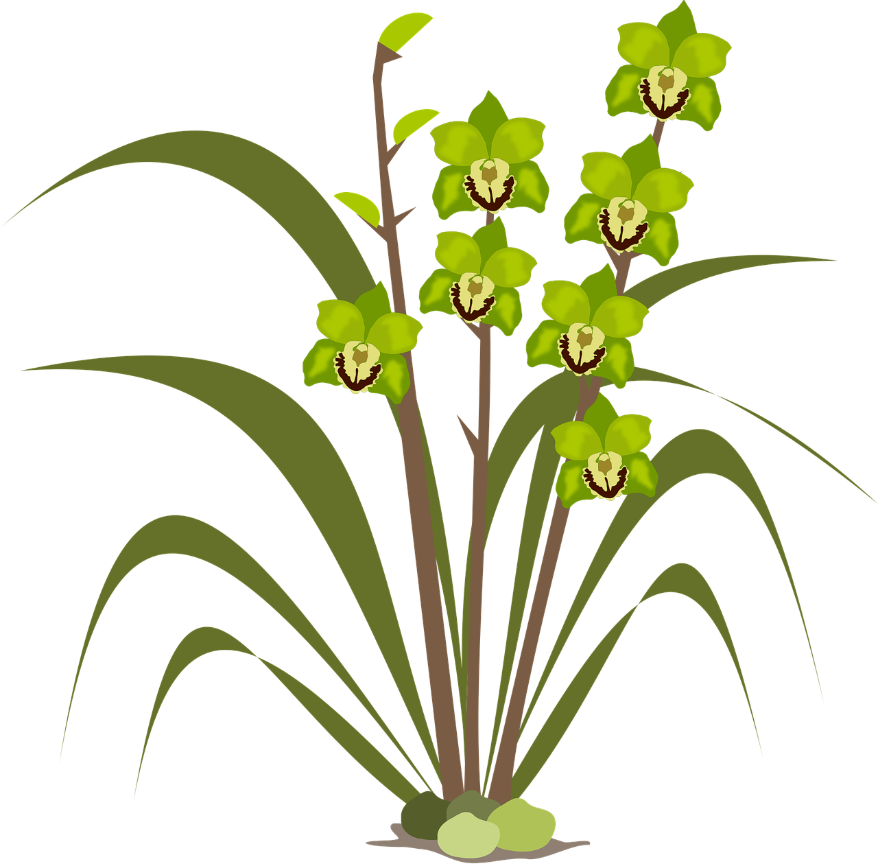 Clip art Beautiful flowers Flor