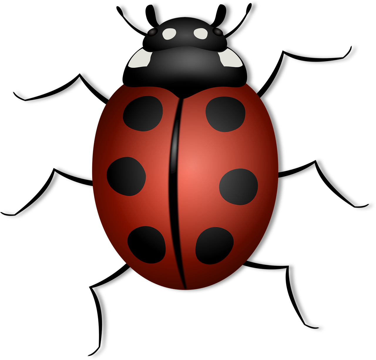 Ladybug Nature Beetle