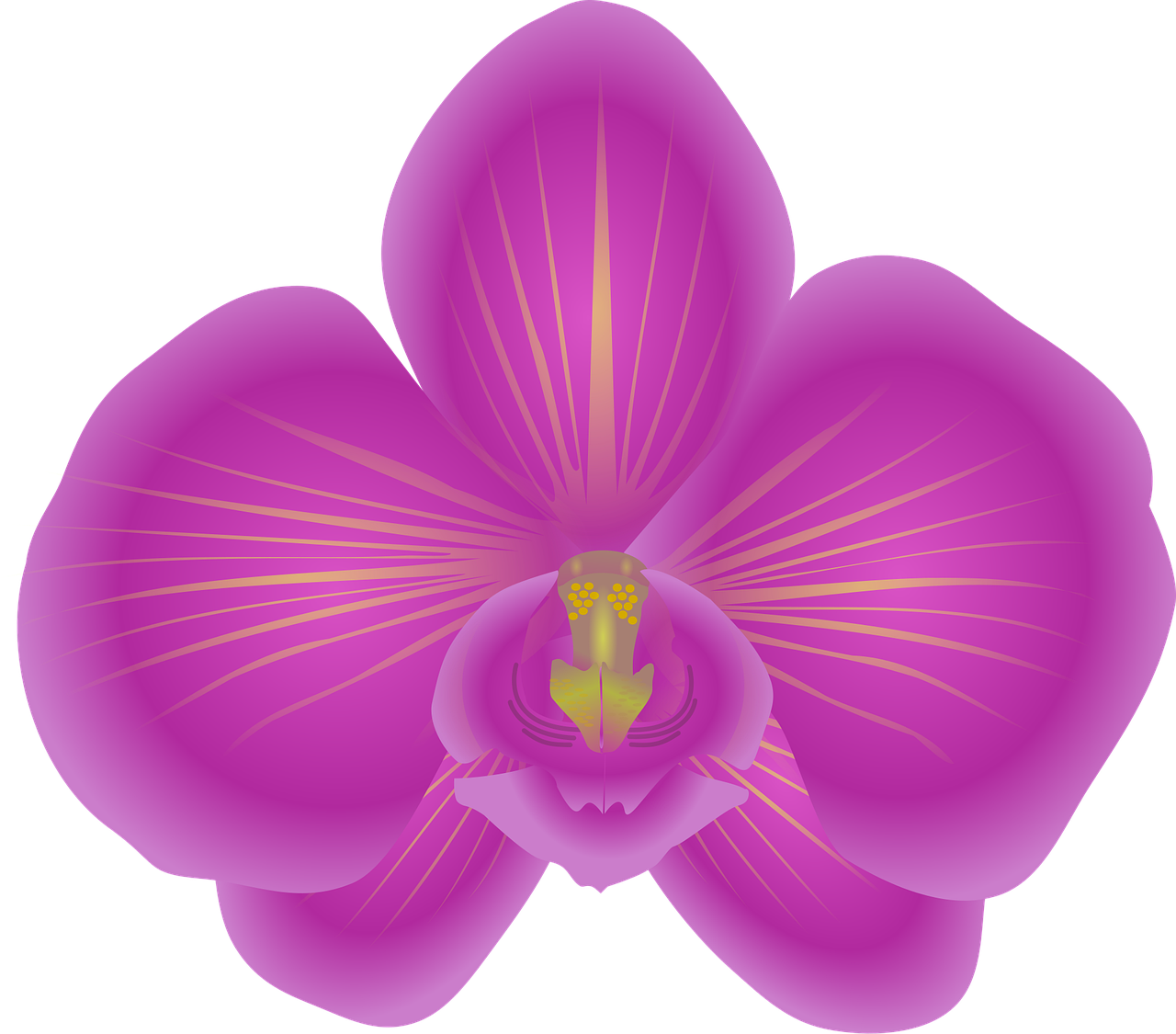 Orchid Flower Flower wallpaper