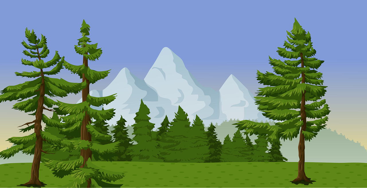 Evergreen Forest Landscape
