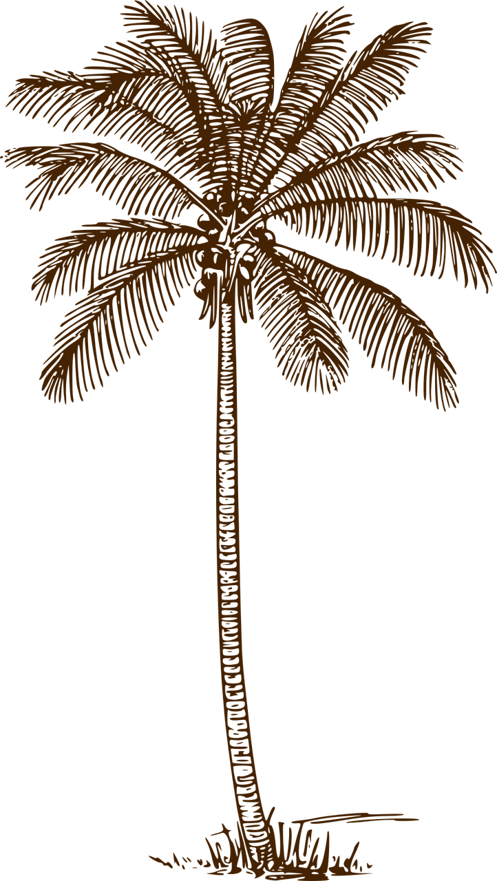 Palm tree Coconut palm Palm