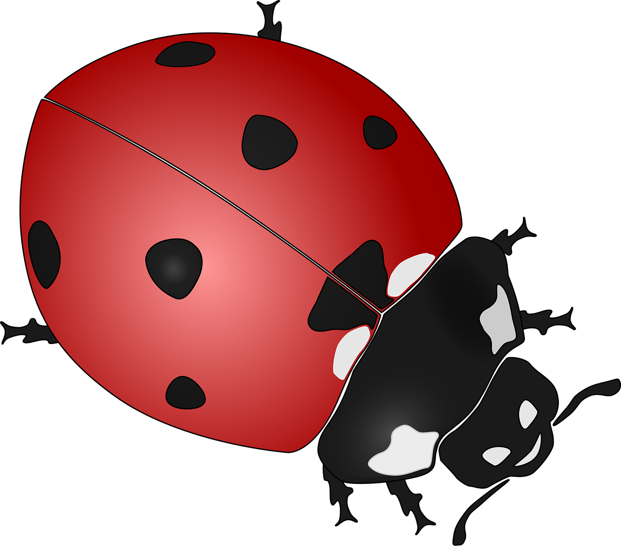 Ladybug Insect Beetle
