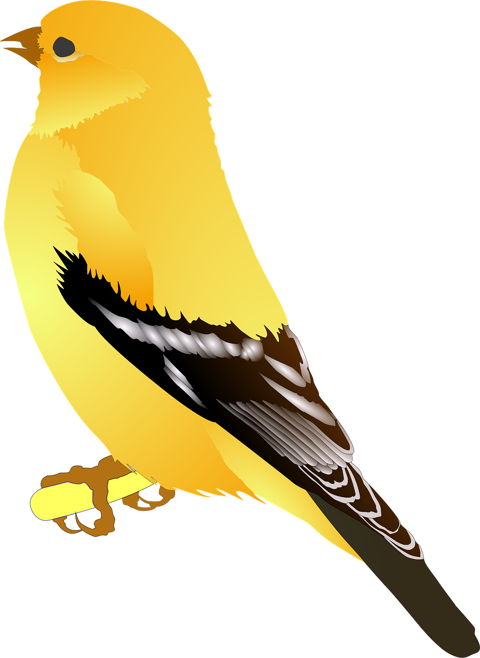 Bird Animal American goldfinch