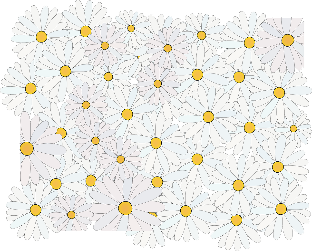 Daisy Flower Spring