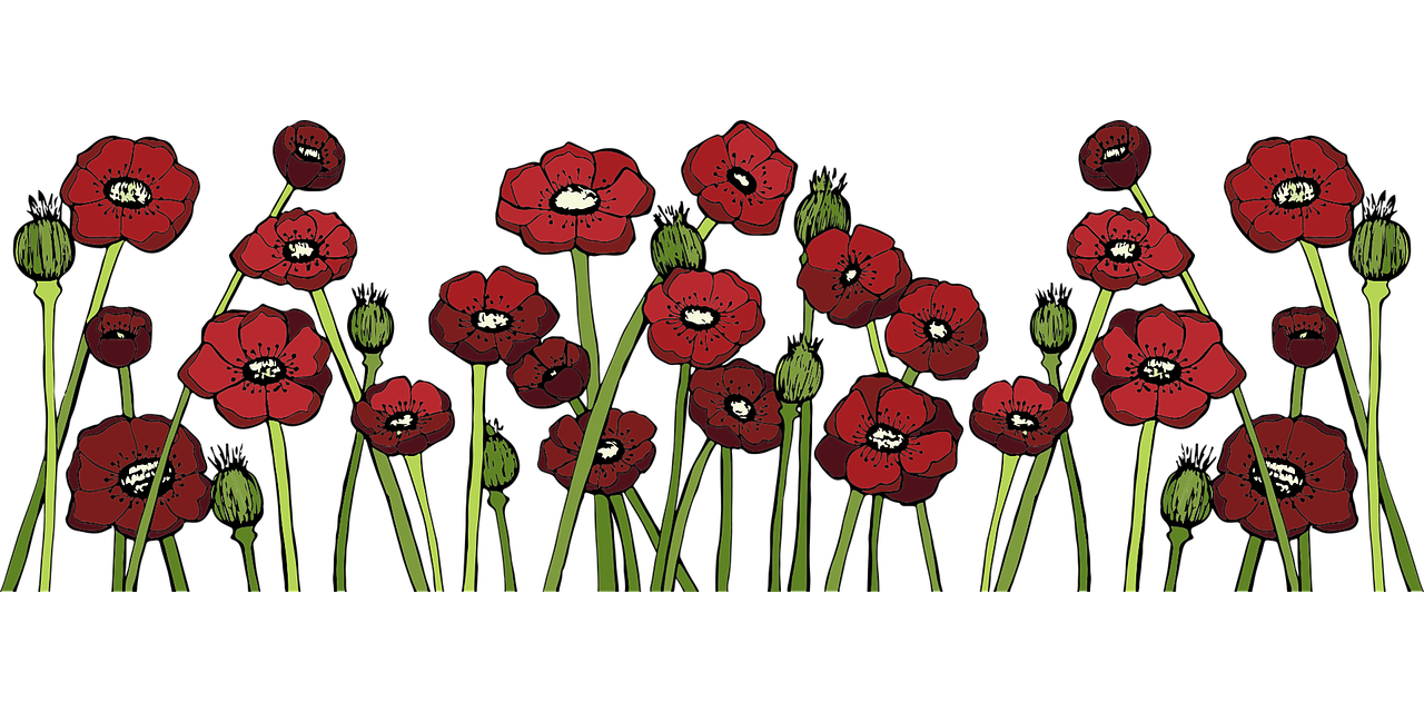 Poppy fields Poppy flower Red flower