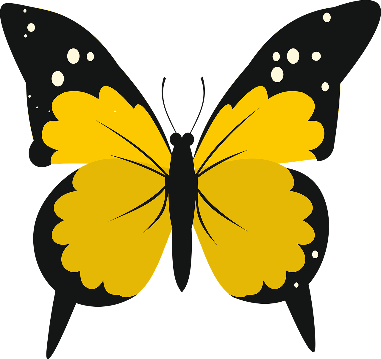 Brush footed butterfly Nature Butterfly