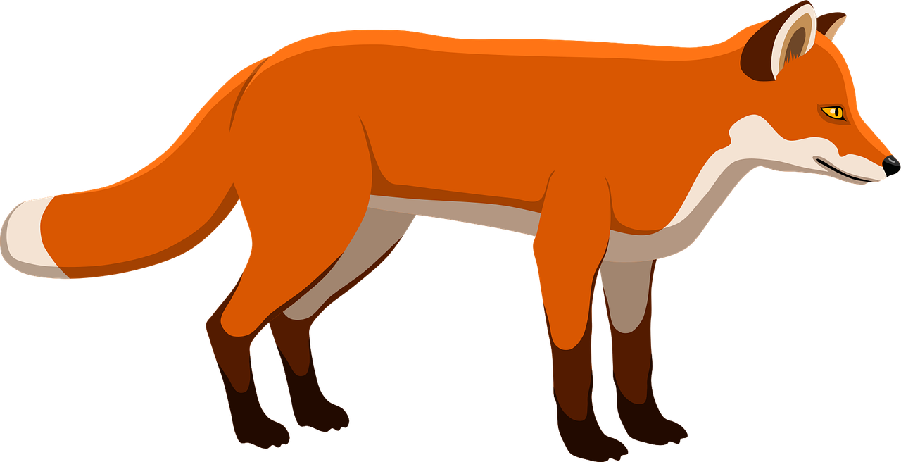 Fox Red fox Animal