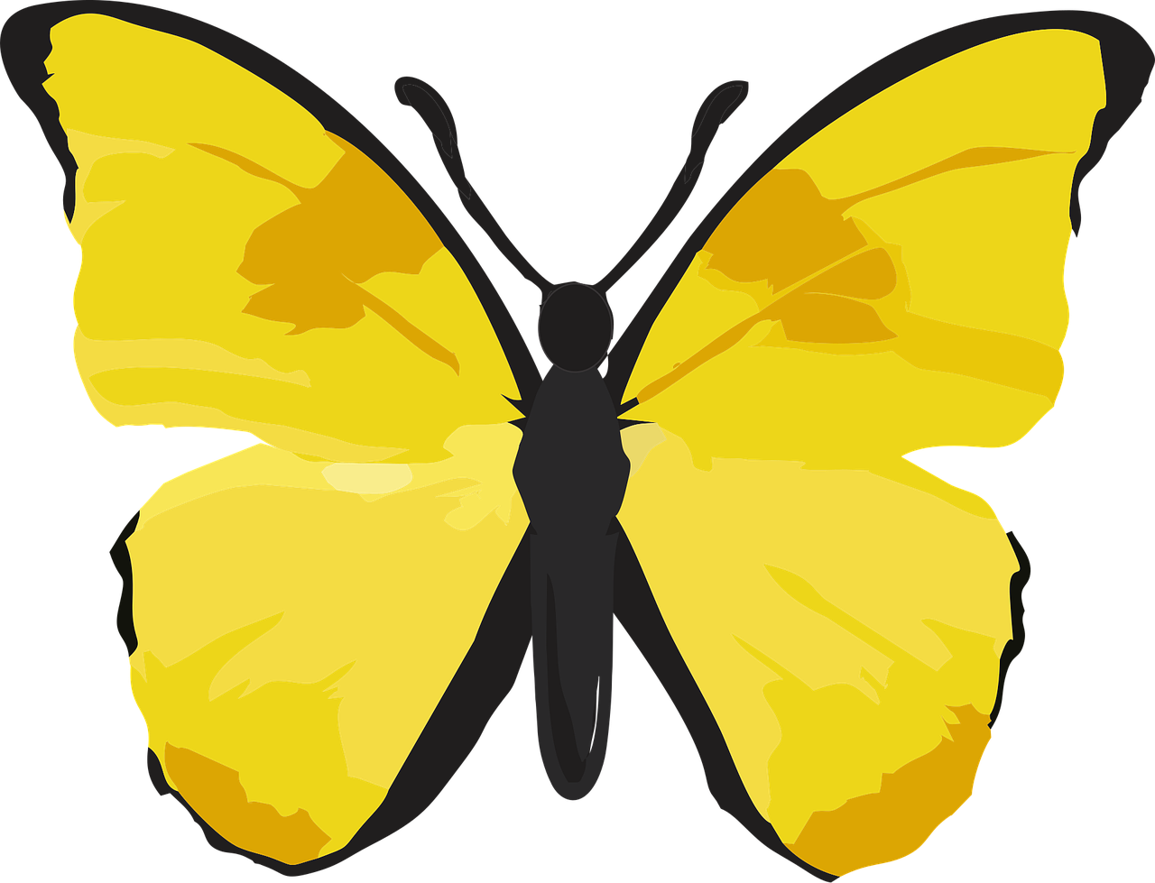 Butterfly Yellow butterfly Insect