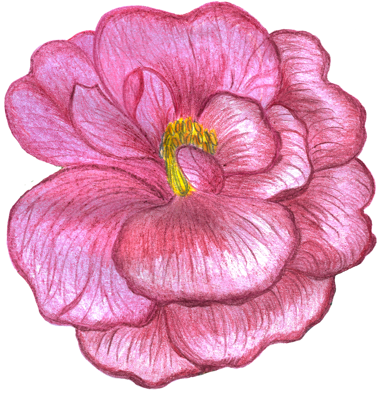 Rose Flower Watercolor