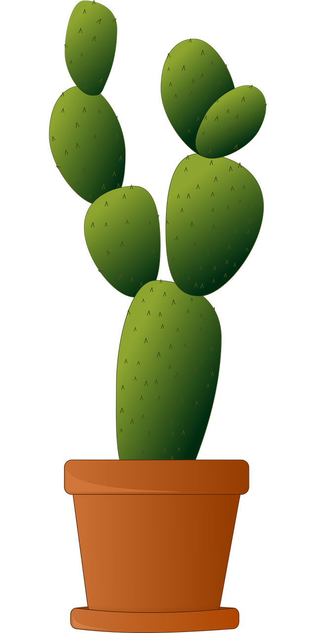 Cactus Plant Potted plant